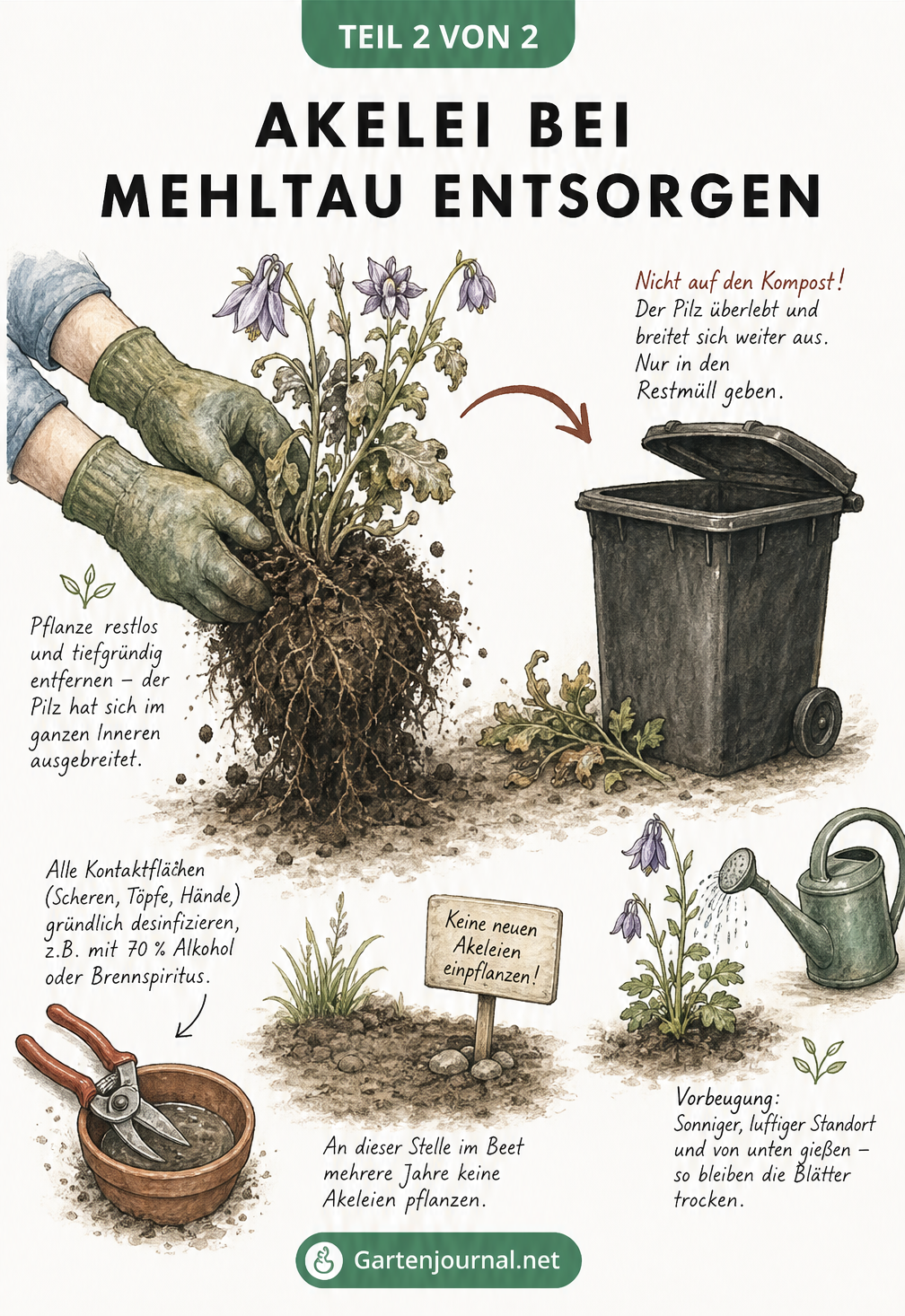 Illustration: Eine mit Falschem Mehltau befallene Akelei wird mitsamt Wurzeln entsorgt