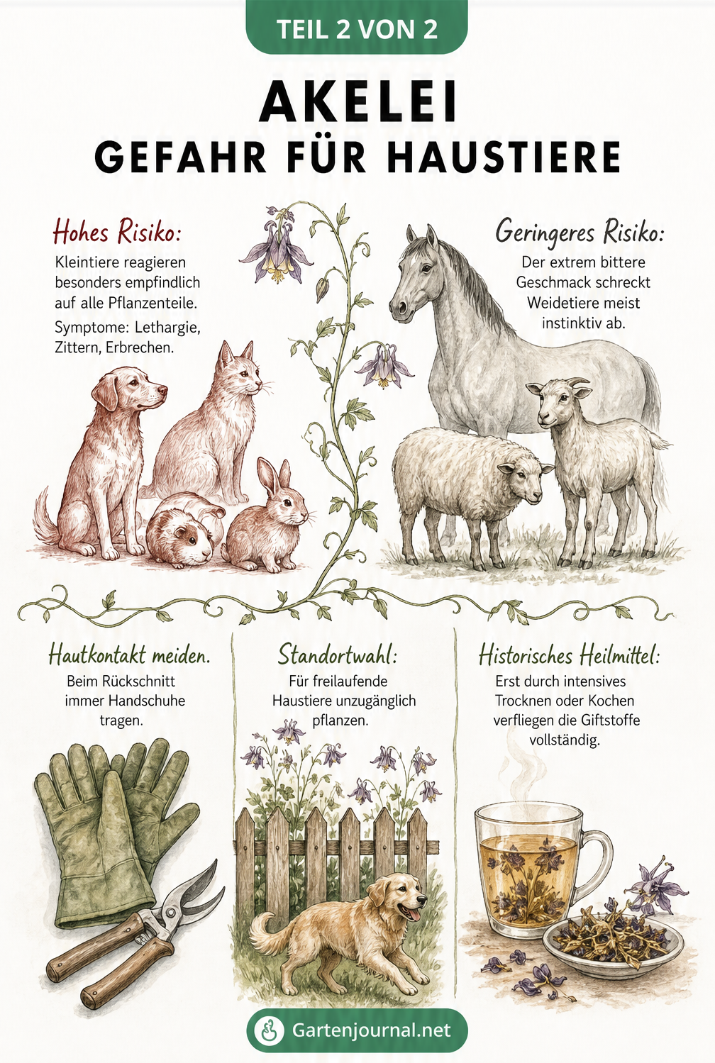 Illustration zur Giftigkeit der Akelei für Haustiere mit Hinweisen zu Symptomen bei Kleintieren und Schutzmaßnahmen