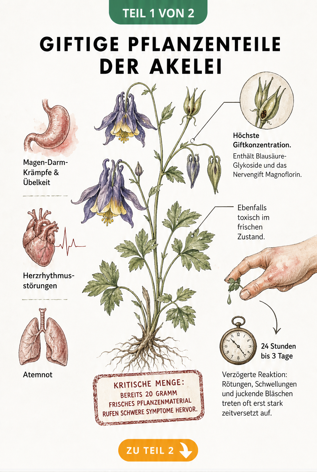 Botanische Illustration einer Akelei mit Hinweisen auf giftige Pflanzenteile wie Samen und Blätter sowie Vergiftungssymptome