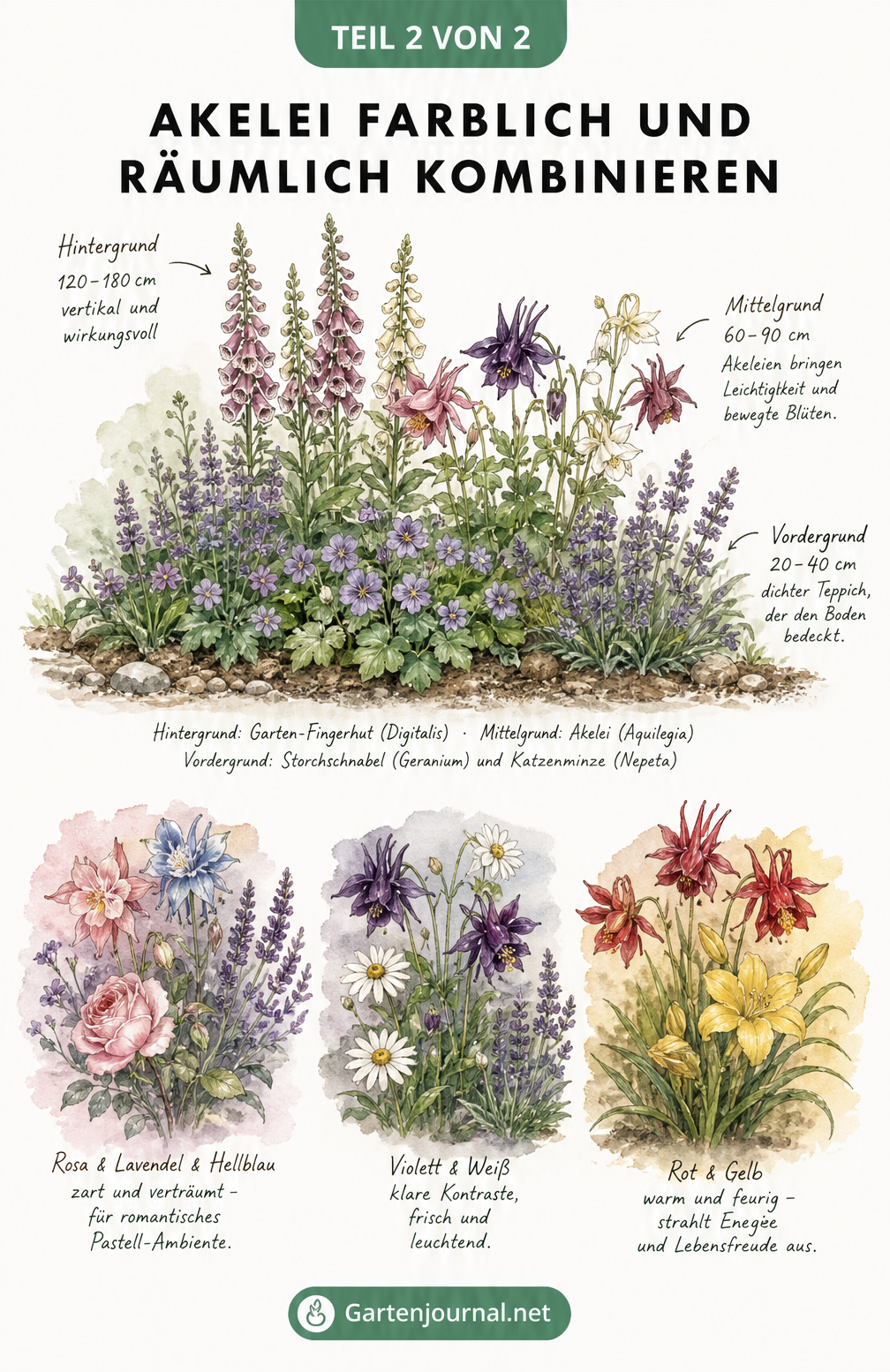 Botanischer Querschnitt eines Beetes, der die Höhenstaffelung von Garten-Fingerhut, Akelei und Katzenminze sowie drei harmonische Farbschemata darstellt.