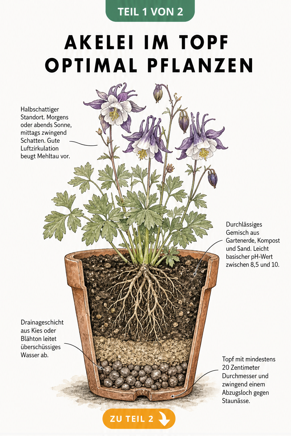 Botanische Illustration einer Akelei im Topf mit Querschnitt, der die Erdschichten und Drainage zeigt, sowie Hinweisen zu Standort und Erde.