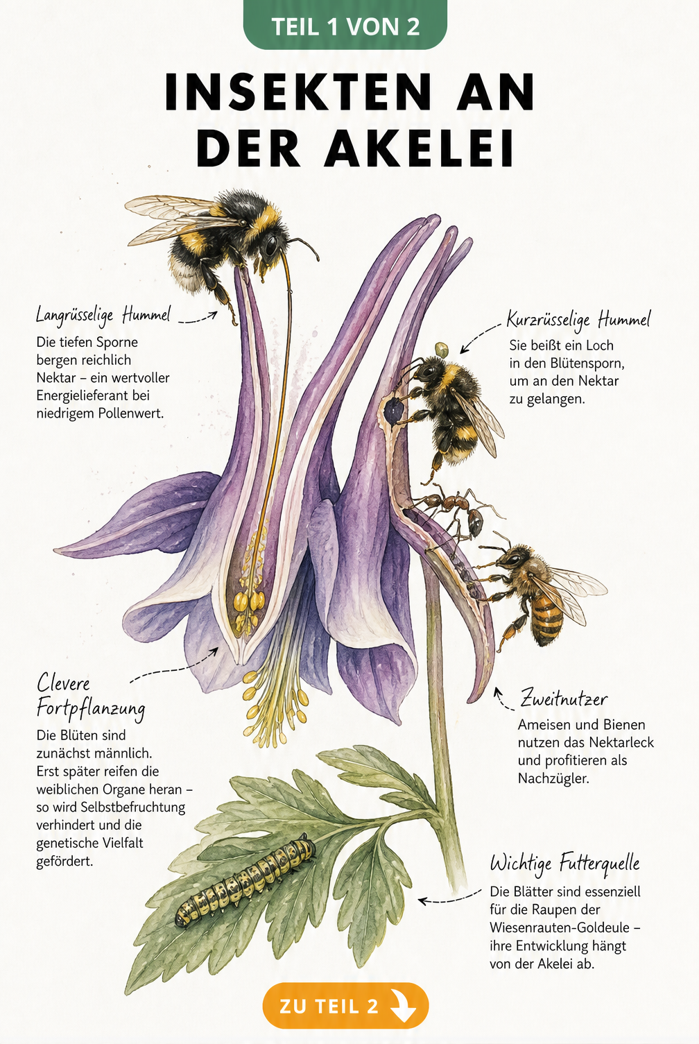 Botanische Illustration einer Akelei im Längsschnitt mit Hummeln, Biene, Ameise und Raupe der Wiesenrauten-Goldeule