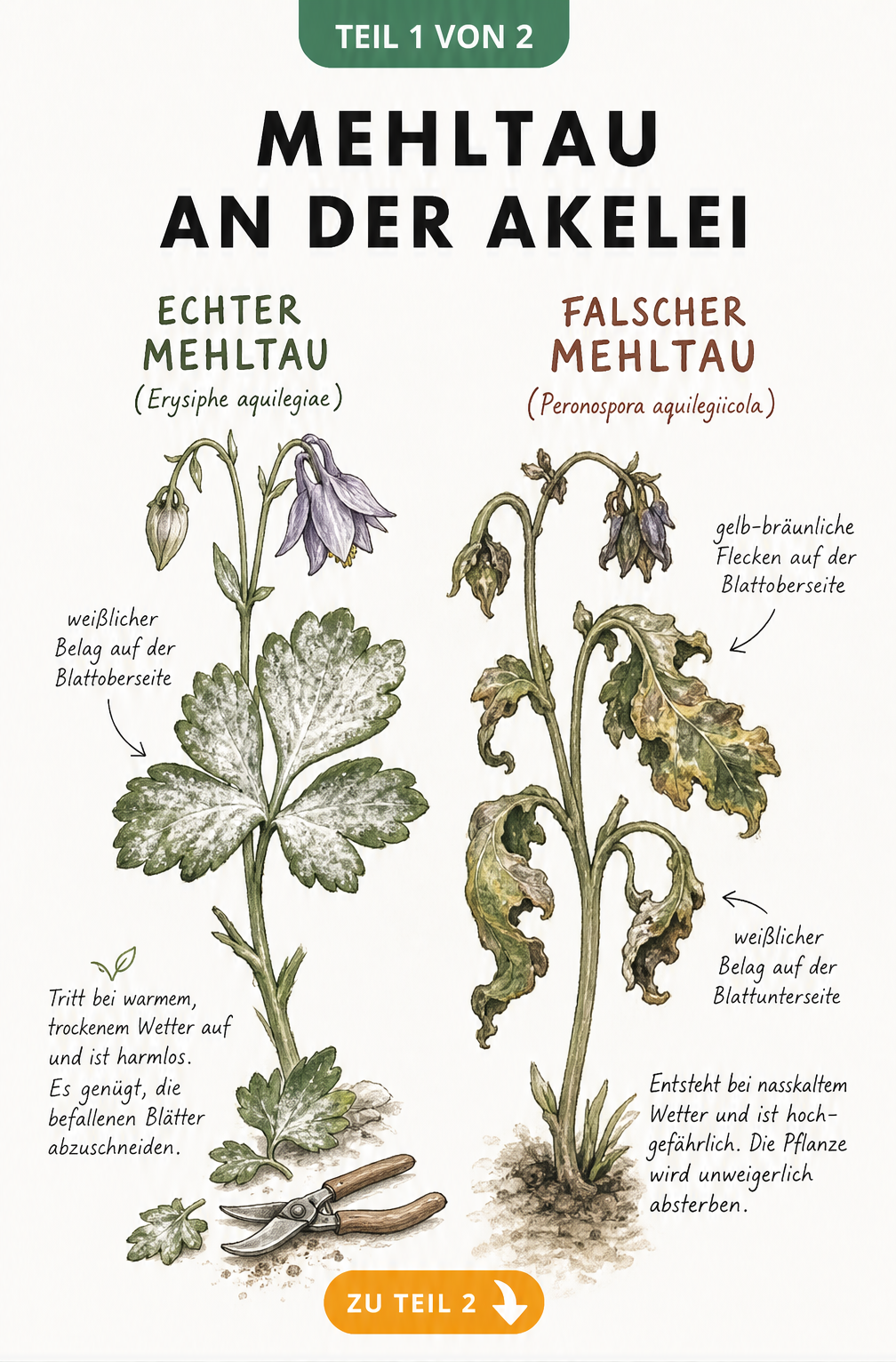 Botanische Illustration: Vergleich von Echtem und Falschem Mehltau an Akelei-Zweigen