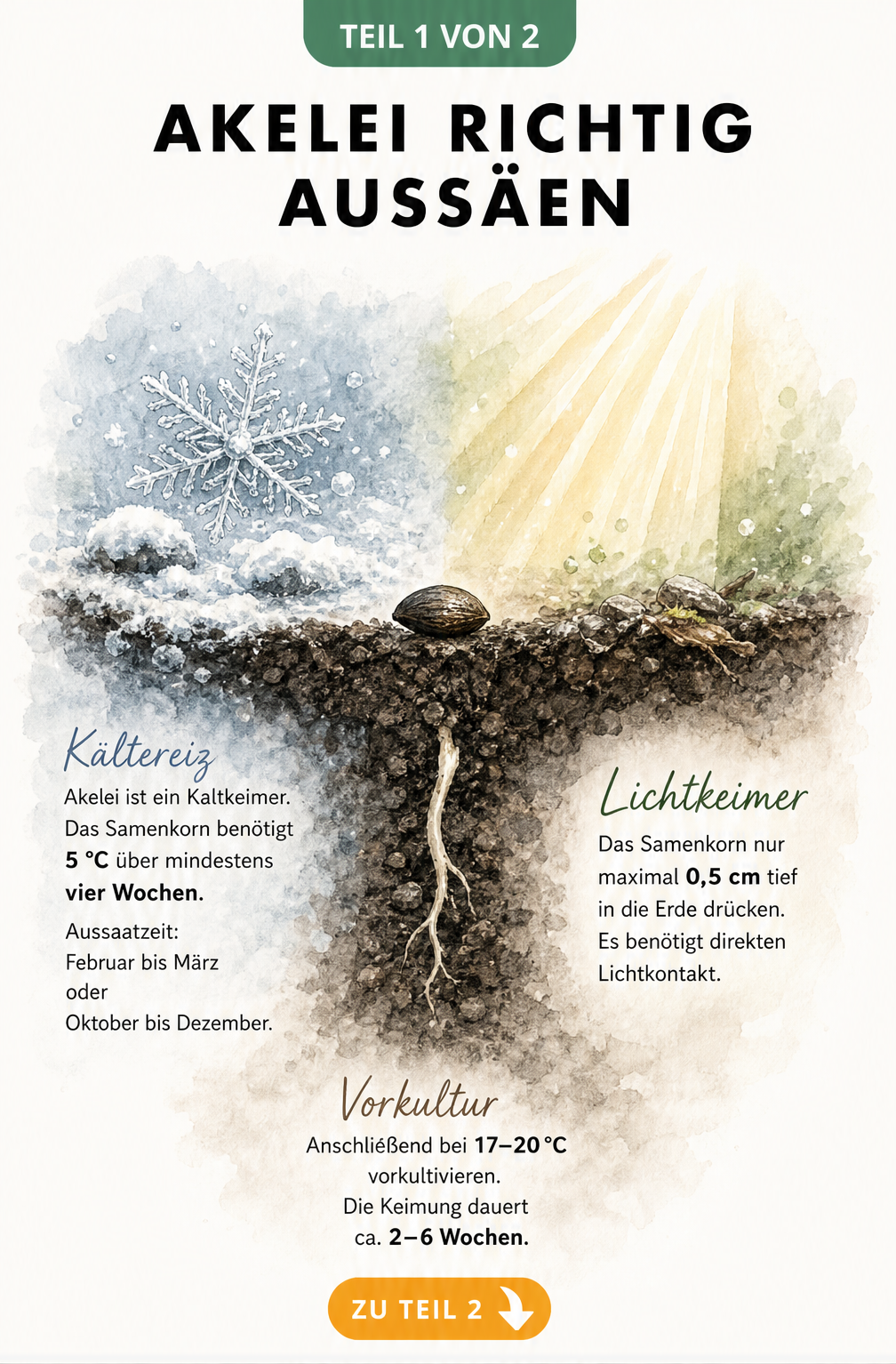 Botanische Illustration eines Akelei-Samens im Erdquerschnitt, die Kaltkeimer-Bedingungen mit Frost und Lichtkeimer-Bedingungen mit Lichteinfall zeigt.
