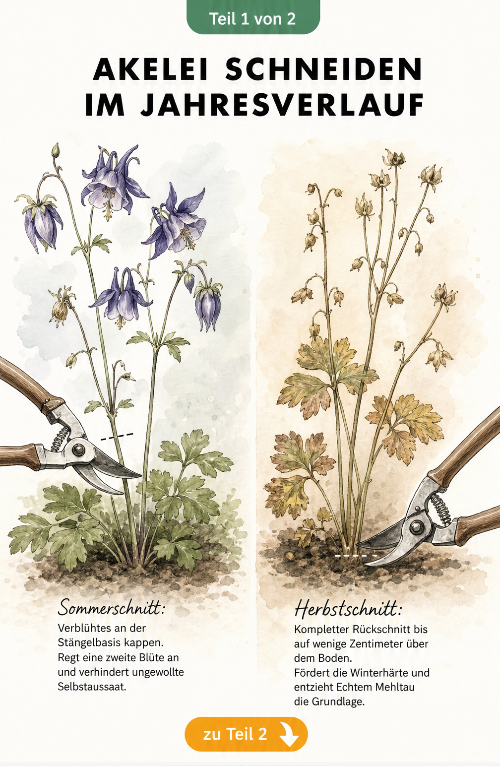 Botanische Illustration einer Akelei, die den Sommerschnitt an der Stängelbasis und den Herbstschnitt knapp über dem Boden zeigt.