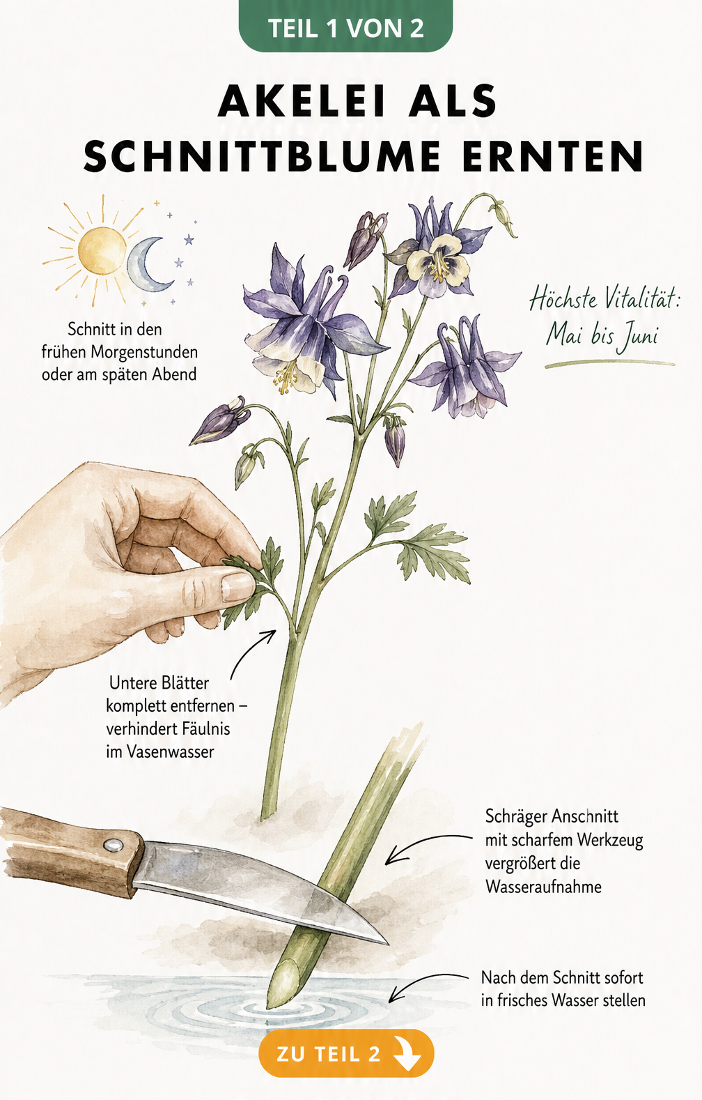 Botanische Illustration einer Akelei mit Hinweisen zum idealen Erntezeitpunkt, dem Entfernen der unteren Blätter und dem schrägen Anschnitt.