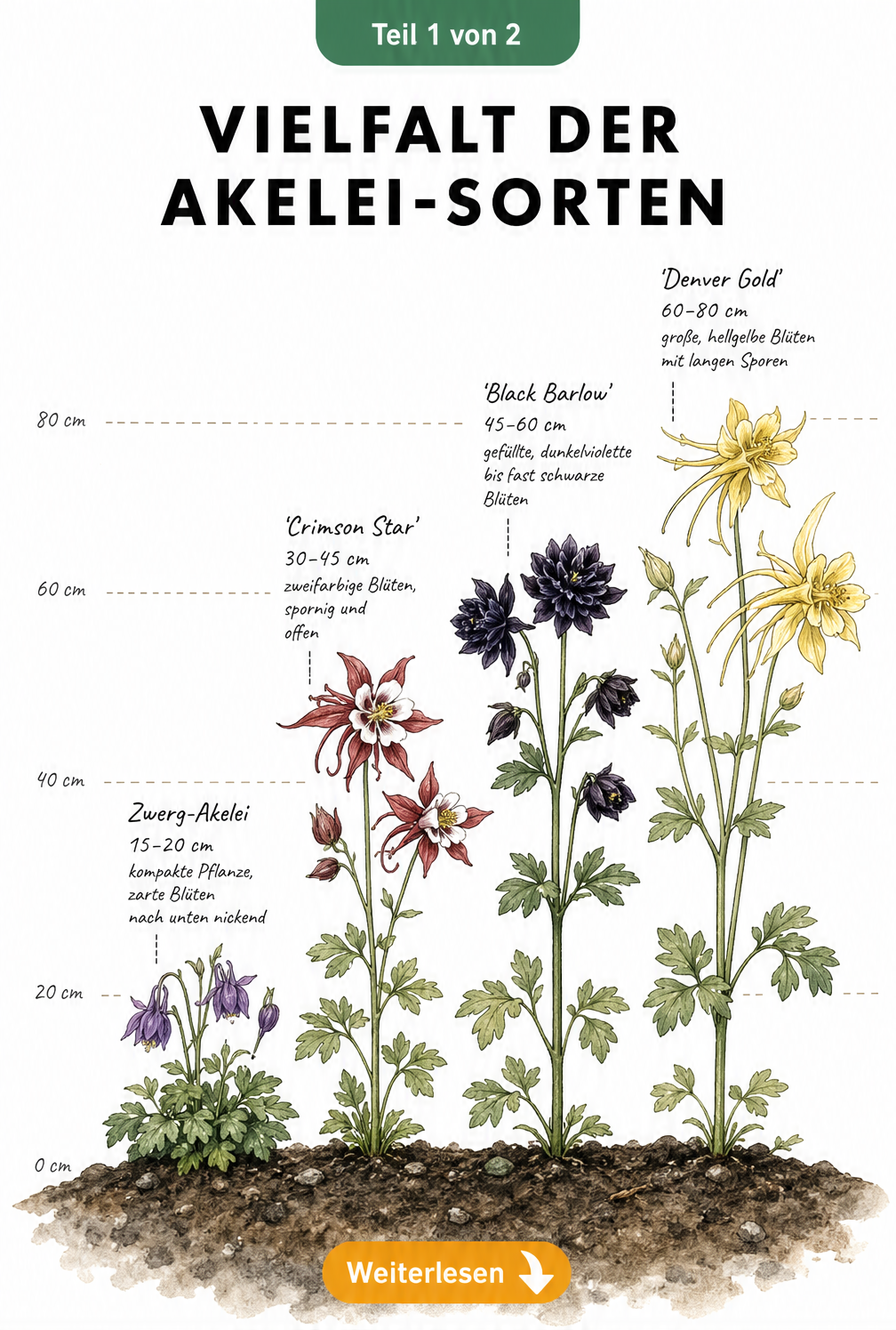 Botanische Illustration von vier Akelei-Sorten mit Wuchshöhen und Blütenmerkmalen