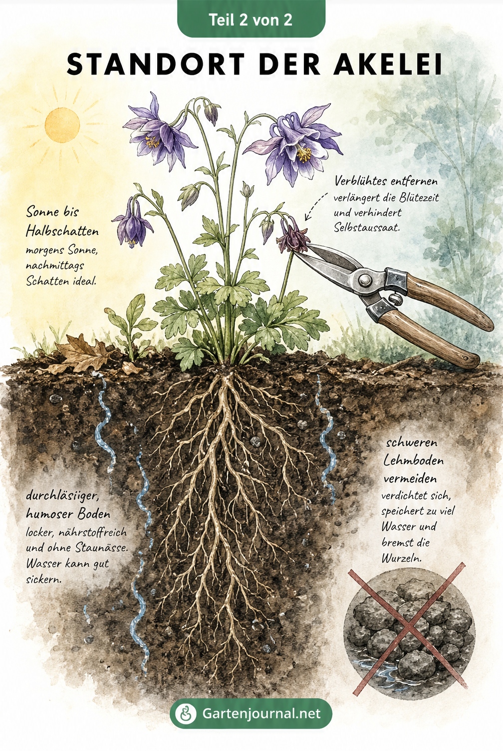 Querschnitt eines Gartenbeets mit einer Akelei, das den idealen Standort und Boden zeigt