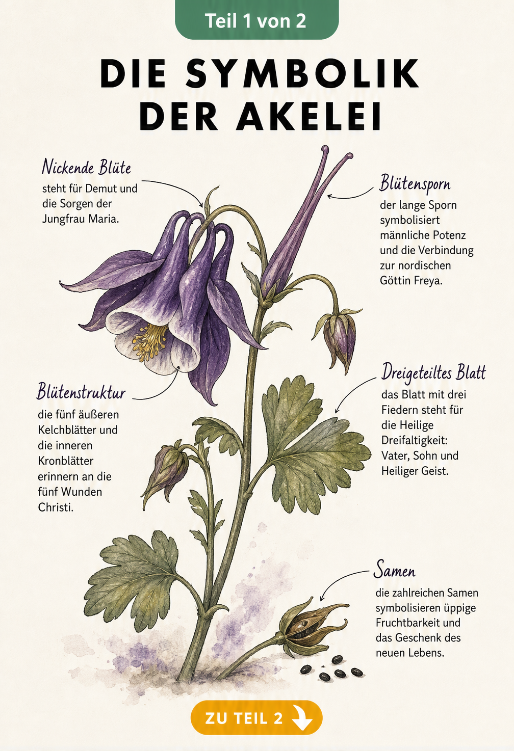 Botanische Illustration einer Akelei im Vintage-Stil mit Erklärungen zur christlichen und nordischen Symbolik