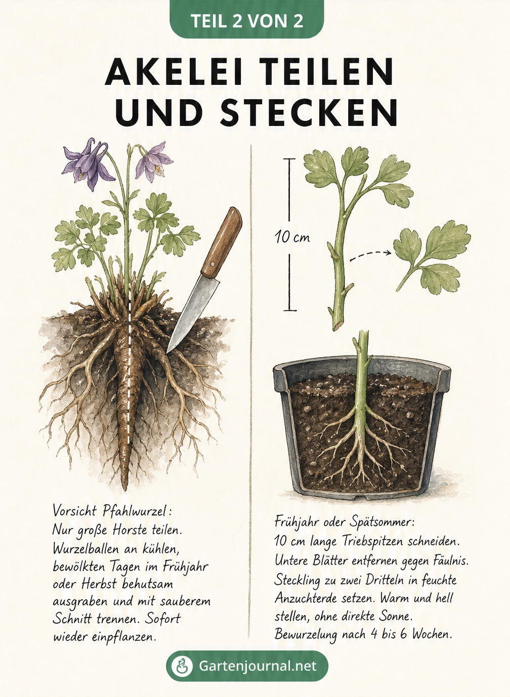 Illustration zur vegetativen Vermehrung der Akelei durch Teilung und Stecklinge