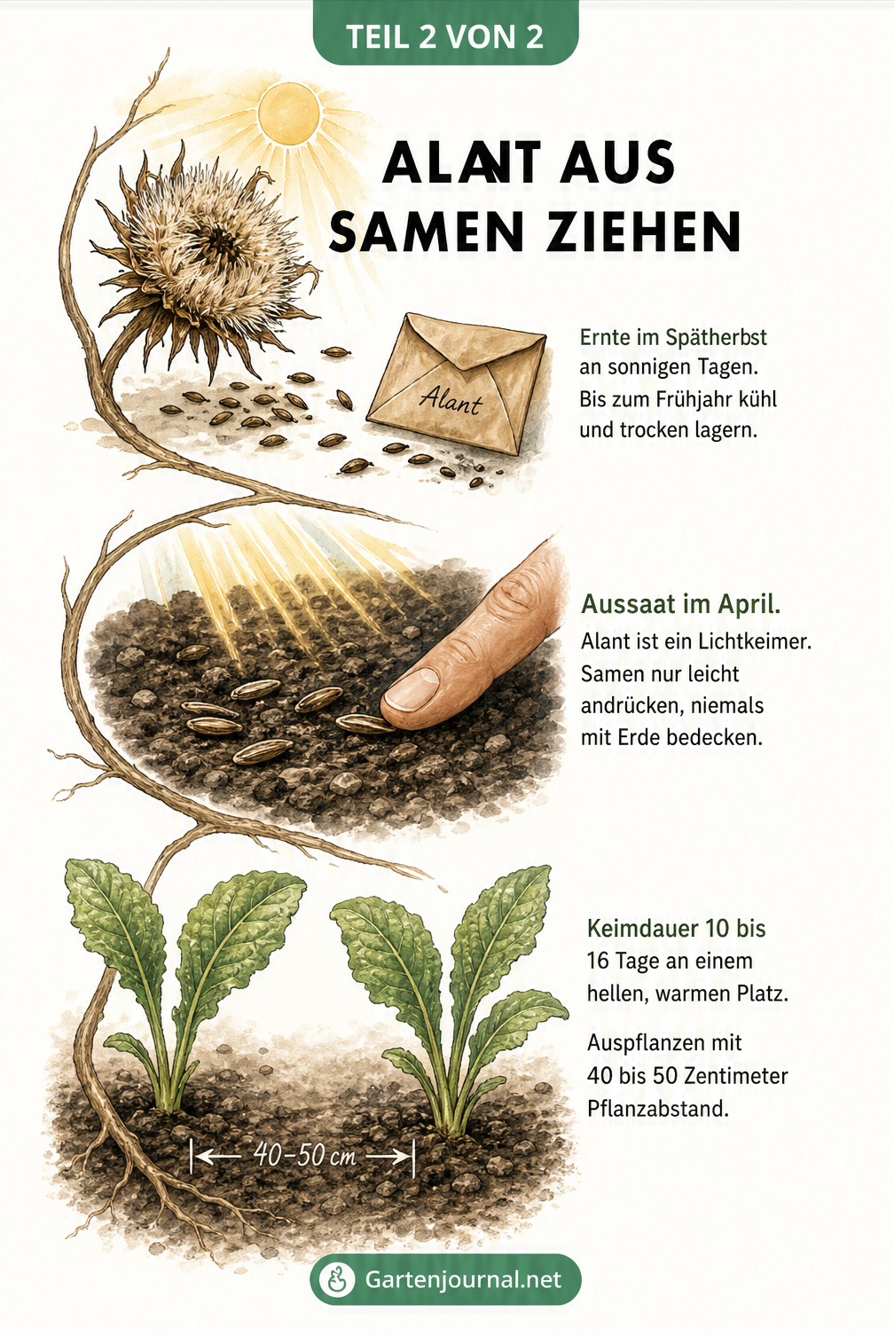 Illustration der Alant-Aussaat: Samenstand, Andrücken der Samen auf der Erde und Jungpflanzen im Beet