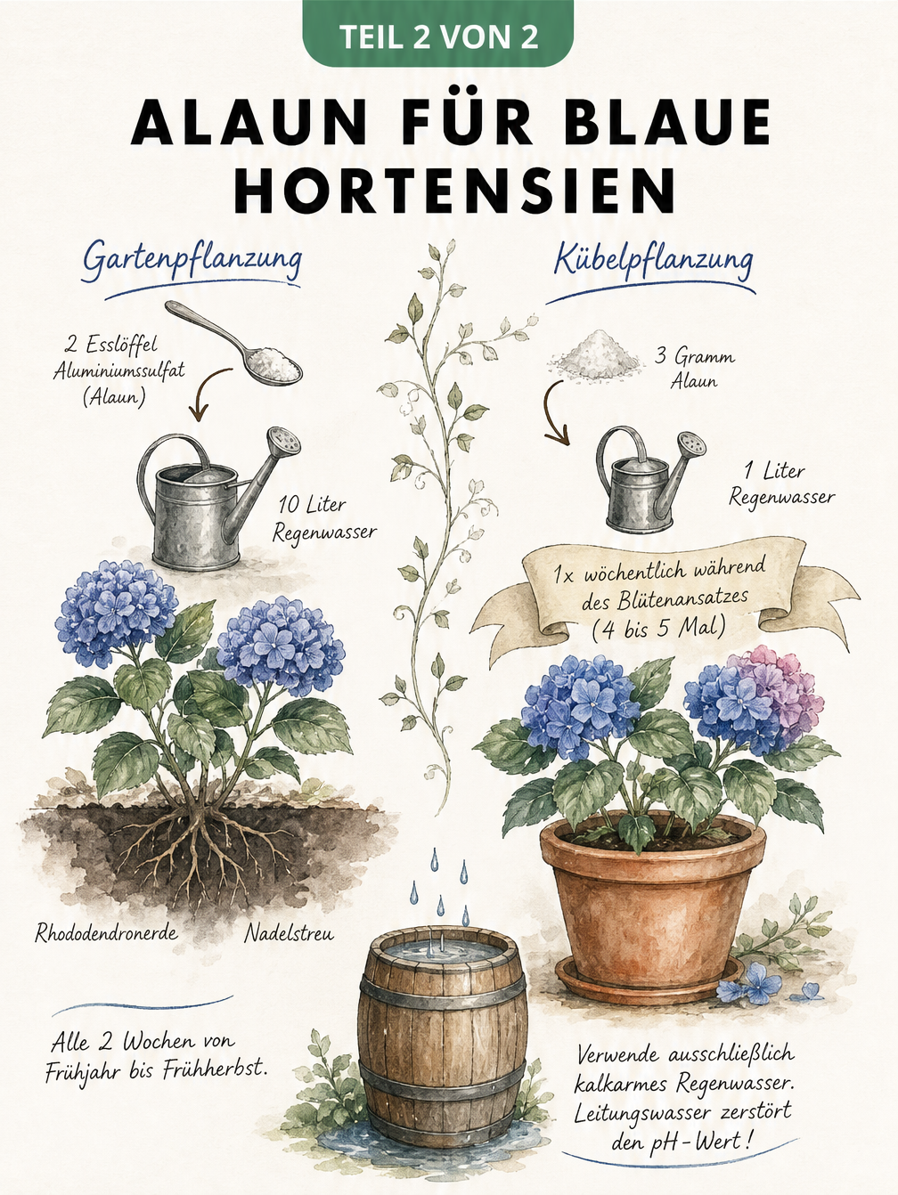 Illustration zur Anwendung von Alaun bei Hortensien in Garten und Kübel
