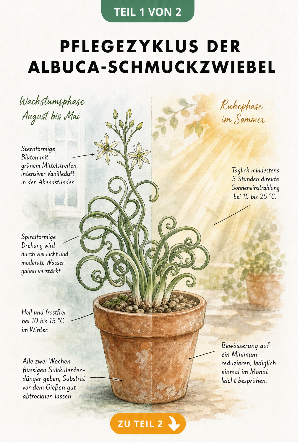 Botanische Illustration der Albuca spiralis mit Pflegehinweisen für Wachstums- und Ruhephase
