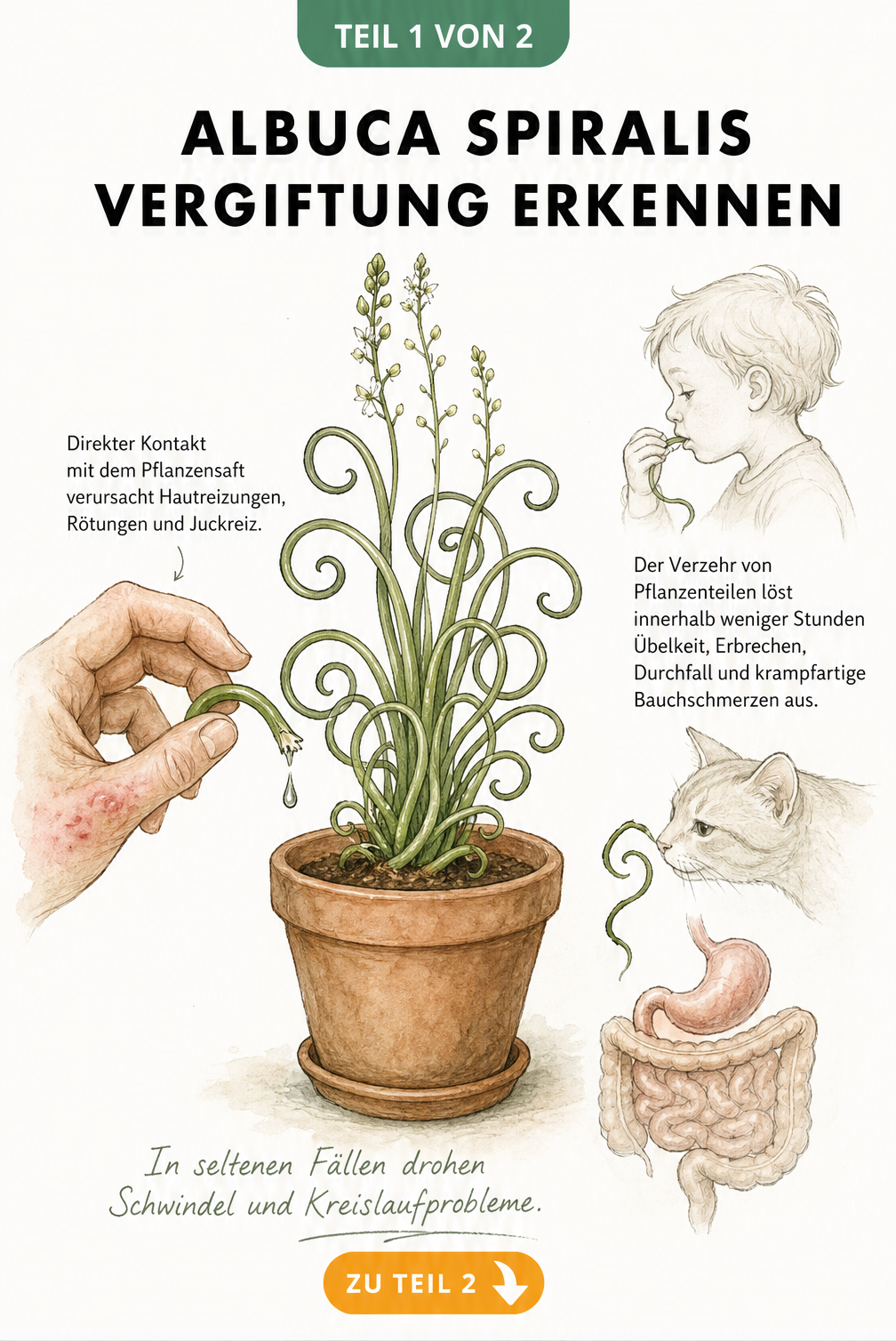 Botanische Illustration der Albuca Spiralis, die Hautreizungen bei Kontakt und Magen-Darm-Beschwerden bei Verzehr durch Kind oder Katze zeigt.