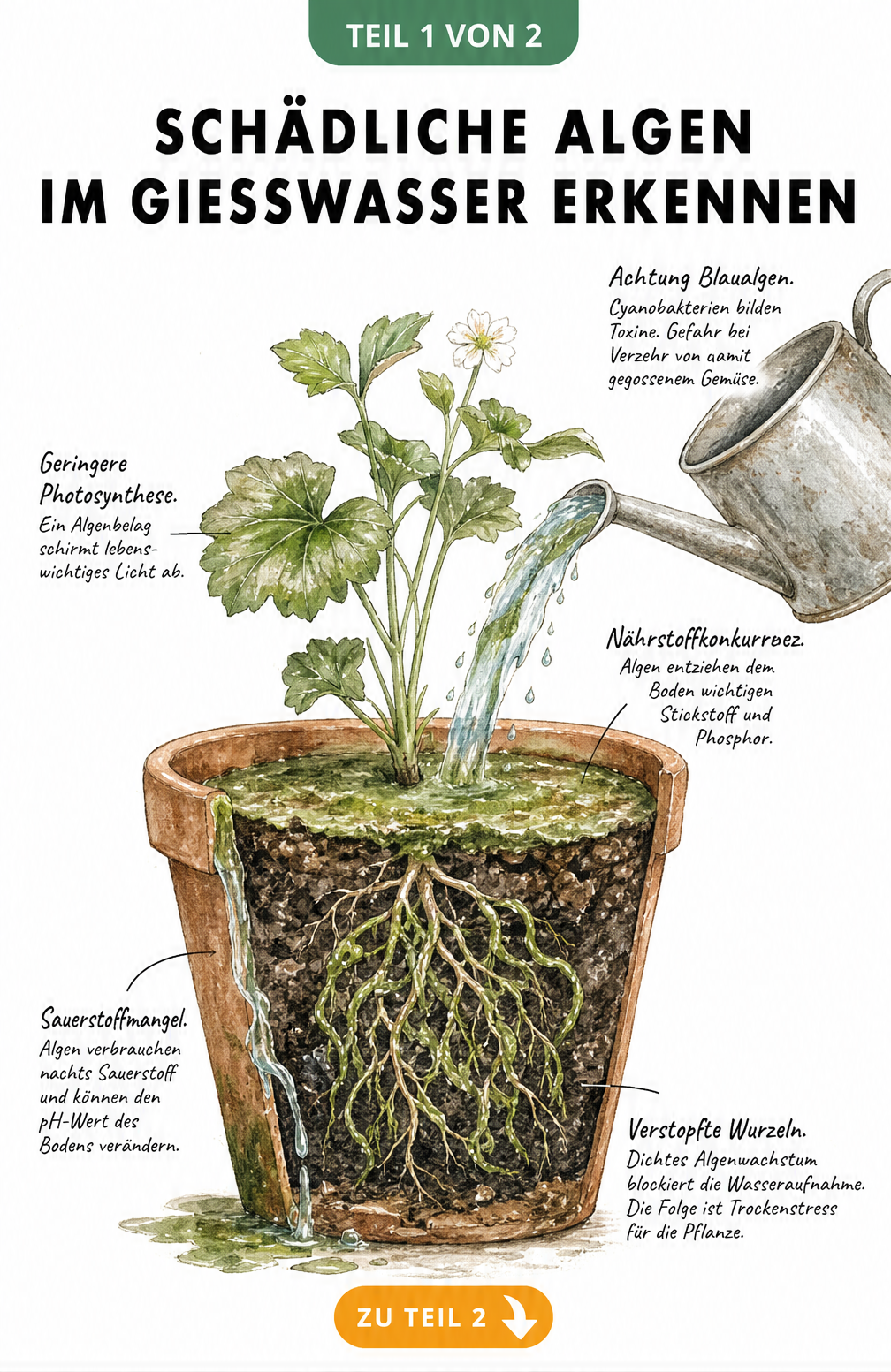 Illustration eines Blumentopfs, der zeigt, wie Algen im Gießwasser Pflanzen schaden, z.B. durch Nährstoffkonkurrenz und verstopfte Wurzeln.