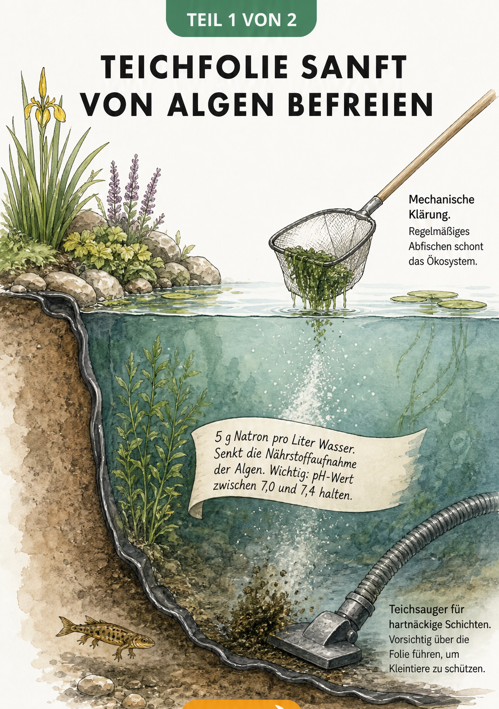 Querschnitt eines Teichufers mit Kescher, Natron und Teichsauger zur Algenentfernung