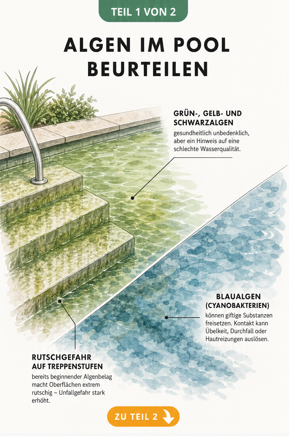 Illustration einer Pooltreppe mit verschiedenen Algenarten im Wasser, von Grün- und Gelbalgen bis hin zu gefährlichen Blaualgen.
