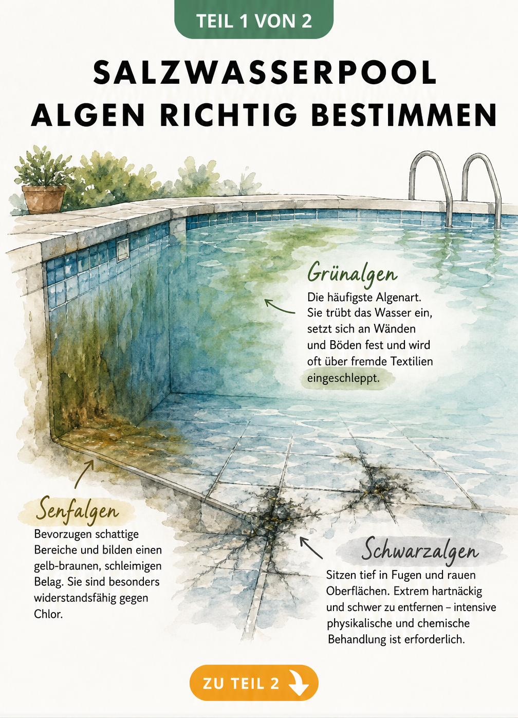 Querschnitt eines Salzwasserpools mit Grünalgen, Senfalgen und Schwarzalgen