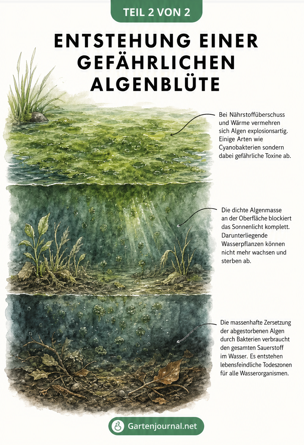 Aquarell-Illustration der Entstehung einer Algenblüte in drei Tiefenebenen eines Gewässers