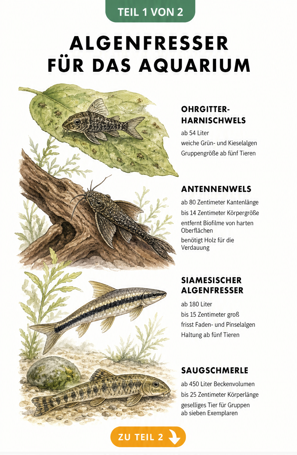 Illustration eines bepflanzten Aquariums mit algenfressenden Fischen wie Ohrgitter-Harnischwels, Antennenwels, Siamesischer Algenfresser und Saugschmerle