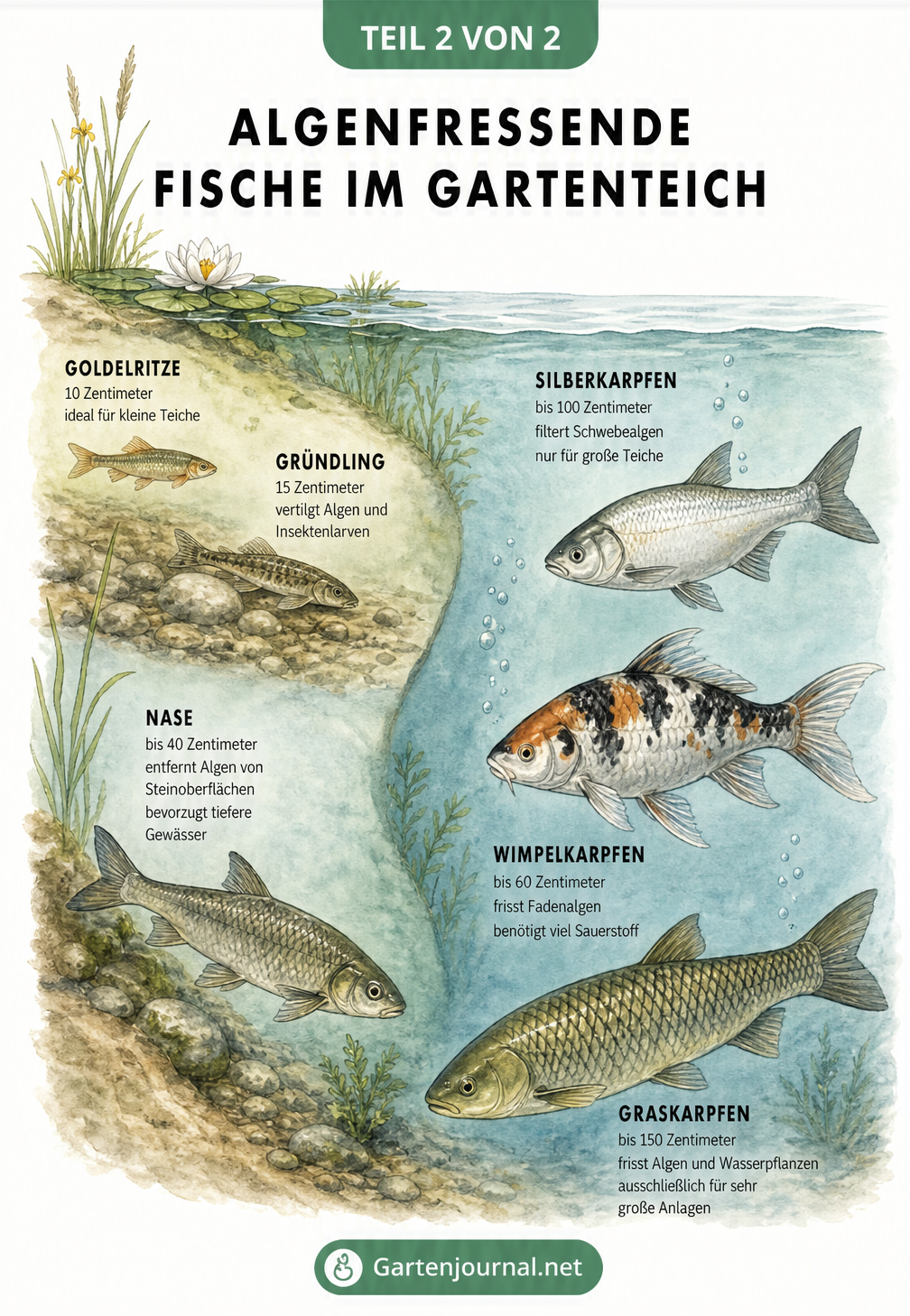 Tiefenprofil eines Gartenteichs mit algenfressenden Fischen wie Goldelritze, Gründling, Nase, Wimpelkarpfen, Silberkarpfen und Graskarpfen