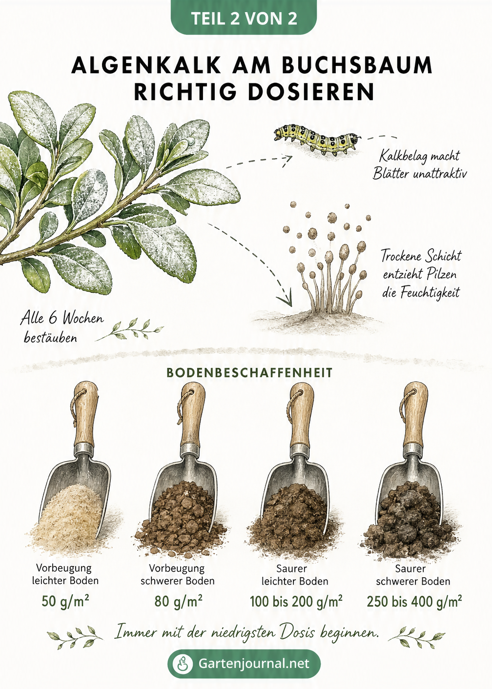 Illustration zur Dosierung von Algenkalk bei Buchsbäumen je nach Bodenbeschaffenheit und Schutzwirkung
