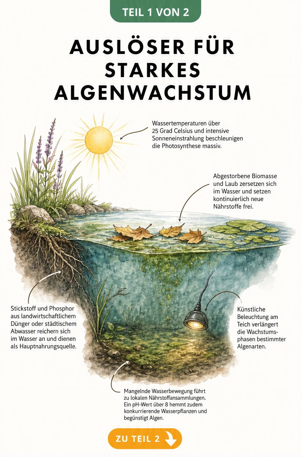 Querschnitt eines Gartenteichs mit Ursachen für starkes Algenwachstum wie Sonne, Dünger und Laub