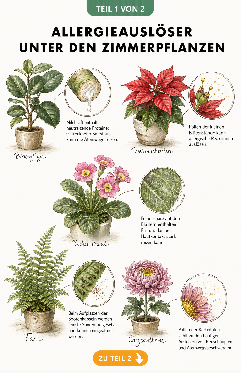 Botanische Illustration von Zimmerpflanzen wie Birkenfeige, Weihnachtsstern, Becher-Primel, Farn und Chrysantheme mit Detailansichten ihrer Allergieauslöser