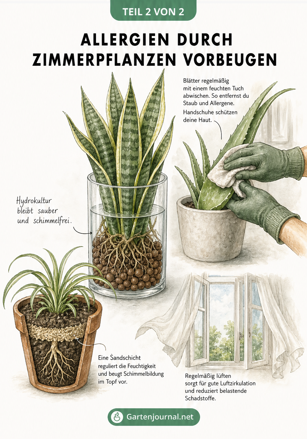 Illustration eines Bogenhanfs in Hydrokultur, Hände mit Handschuhen beim Abstauben einer Aloe Vera und eine Grünlilie mit Sandschicht auf der Erde