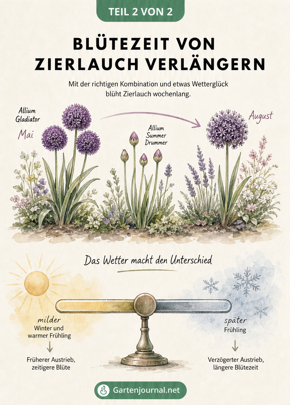 Illustration zur Verlängerung der Allium-Blütezeit durch Pflanzkombinationen und Wettereinflüsse