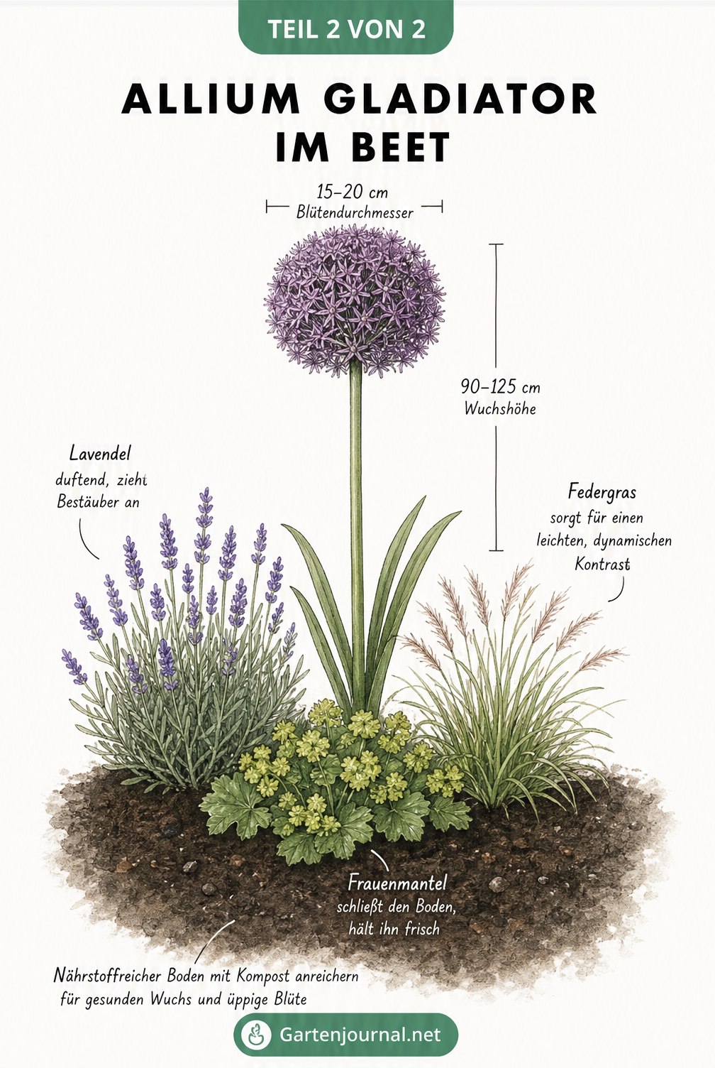 Illustration eines blühenden Allium Gladiator im Beet mit Lavendel, Federgras und Frauenmantel als Begleitpflanzen