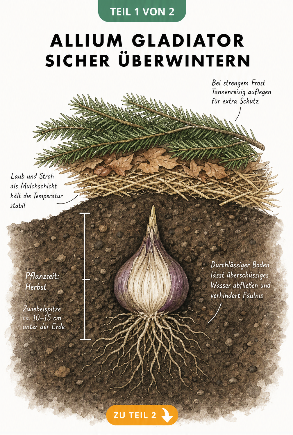 Botanische Querschnitt-Illustration einer Allium Gladiator Zwiebel im Winterboden mit Mulchschicht und Tannenreisig