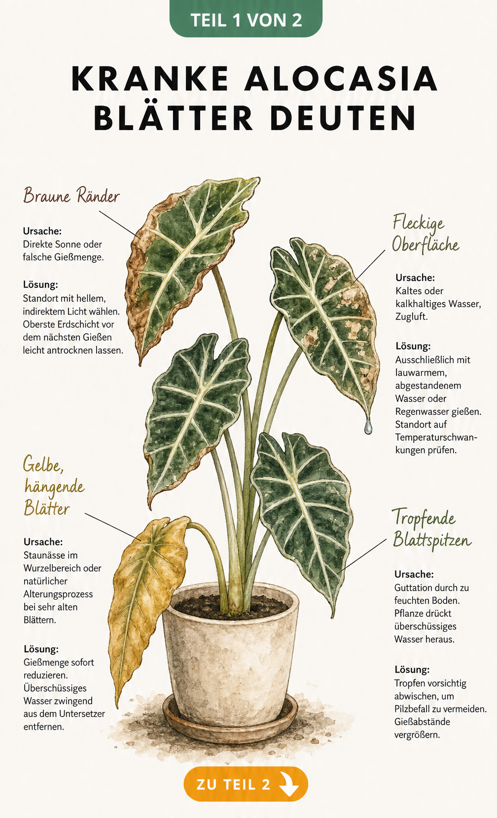 Botanische Illustration einer Alocasia mit verschiedenen Schadbildern an den Blättern und Erklärungen zu Ursachen und Lösungen.
