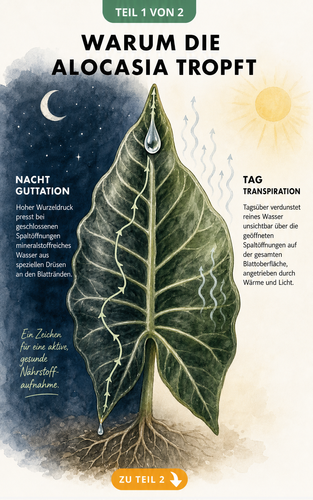 Botanische Illustration eines Alocasia-Blattes, das einen Wassertropfen abgibt, mit Erklärung von Guttation und Transpiration