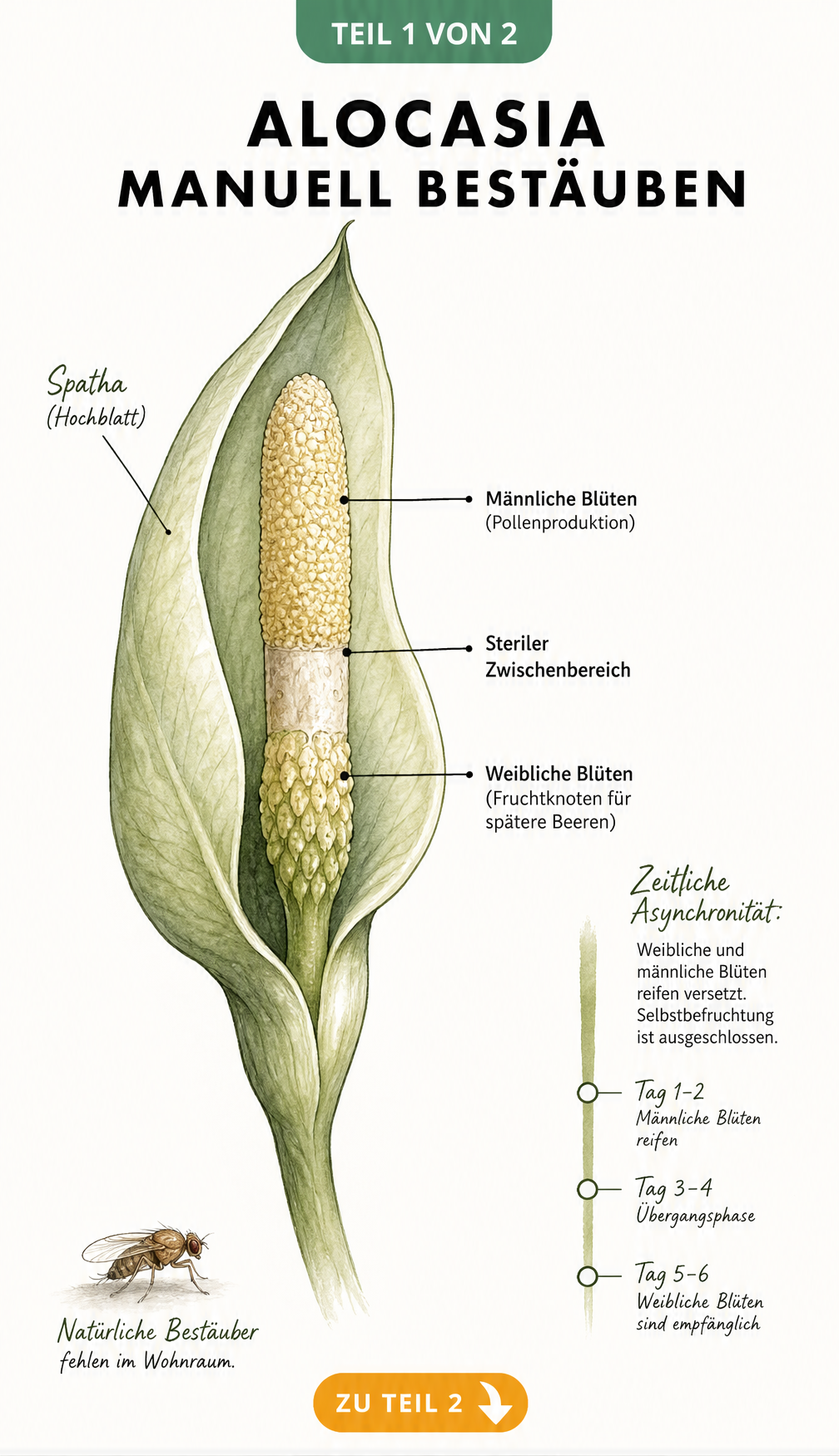 Botanische Illustration einer Alocasia-Blüte mit männlichen und weiblichen Blütenbereichen sowie dem Hochblatt