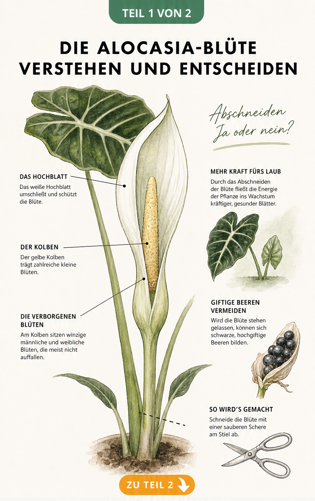 Botanische Illustration einer Alocasia-Blüte mit Erklärungen zu Hochblatt, Kolben und Blüten sowie den Folgen des Abschneidens.