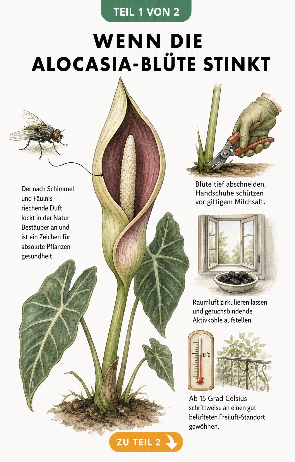 Botanische Illustration einer Alocasia-Blüte mit Fliege und Vignetten zur Geruchsbekämpfung wie Abschneiden, Lüften und Rausstellen