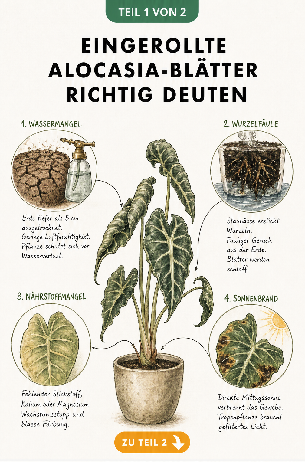 Illustration einer Alocasia mit eingerollten Blättern und vier Detailansichten zu Wassermangel, Wurzelfäule, Nährstoffmangel und Sonnenbrand