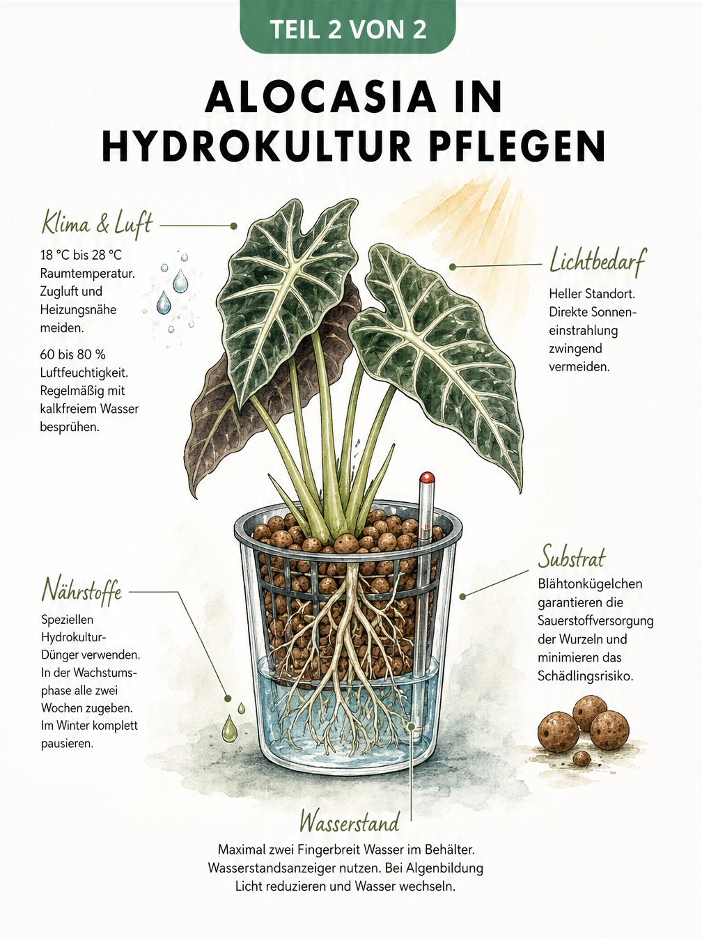 Querschnitt einer Alocasia in Hydrokultur mit Pflegehinweisen zu Klima, Lichtbedarf, Wasserstand, Nährstoffen und Substrat.