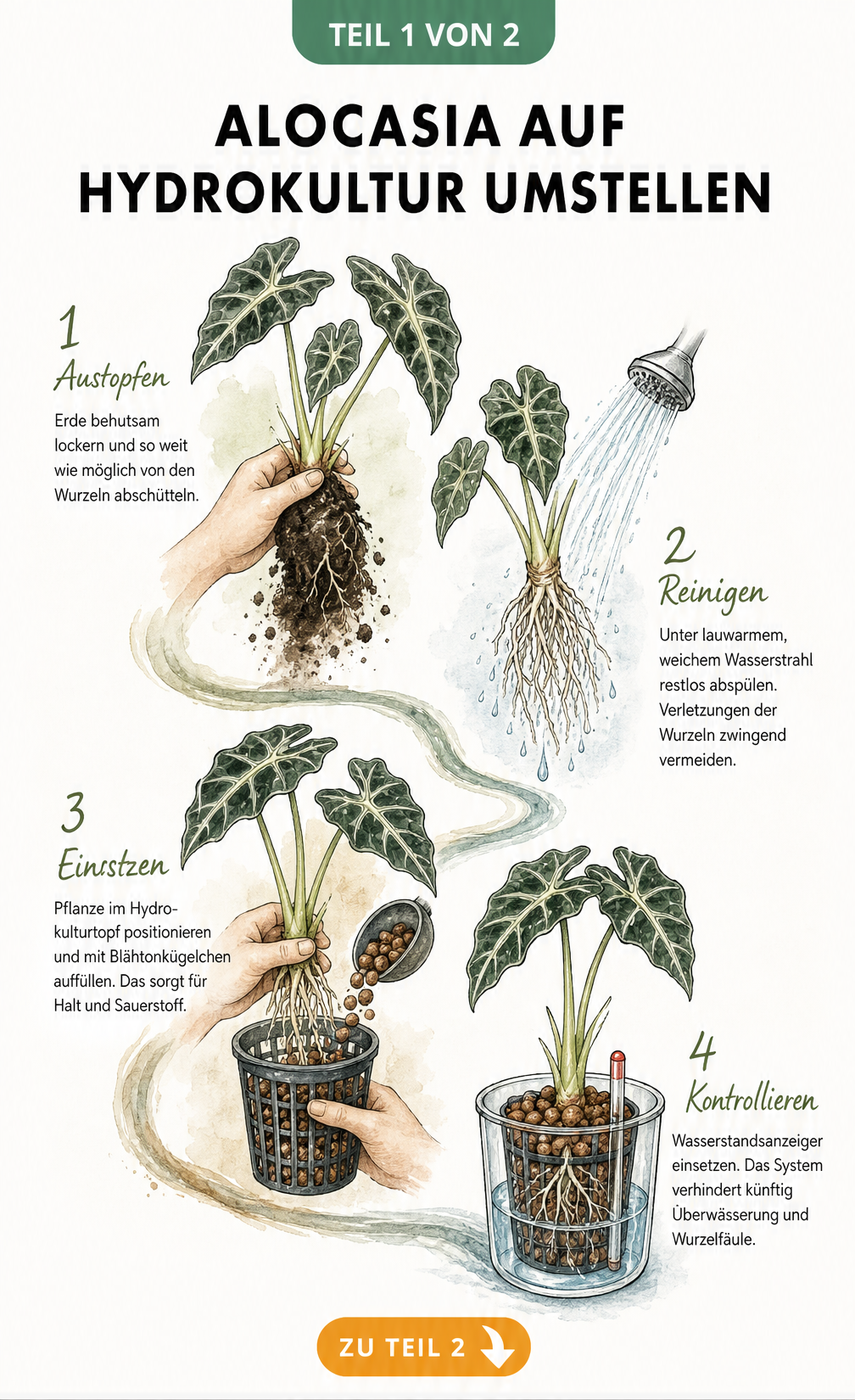 Illustration der vier Schritte zur Umstellung einer Alocasia auf Hydrokultur: Austopfen, Reinigen, Einsetzen und Kontrollieren.