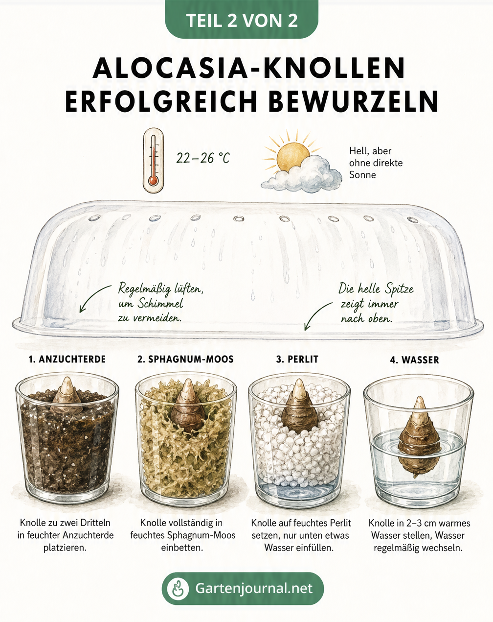 Illustration von vier Methoden zur Bewurzelung von Alocasia-Knollen: in Anzuchterde, Sphagnum-Moos, Perlit und Wasser, jeweils unter einer transparenten Haube...