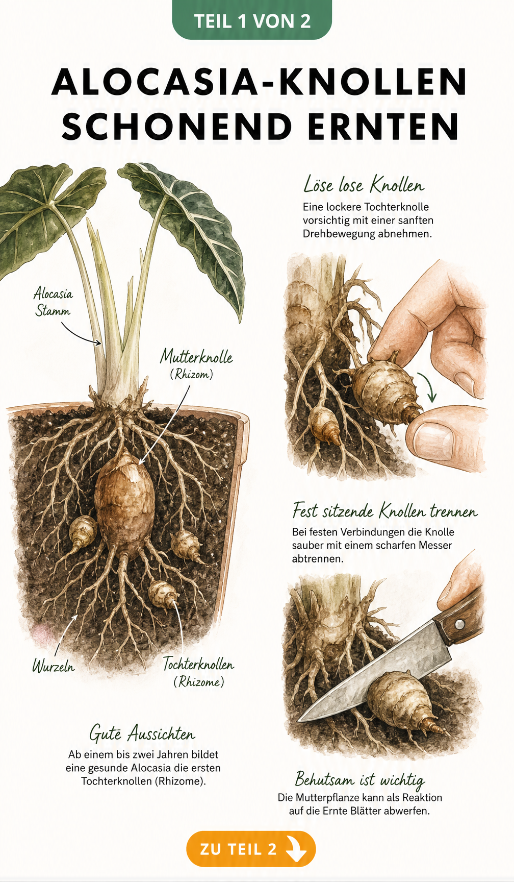 Botanische Illustration einer Alocasia-Pflanze im Querschnitt mit Mutterknolle und Tochterknollen sowie zwei Detailzeichnungen zur schonenden Ernte der Rhizome.