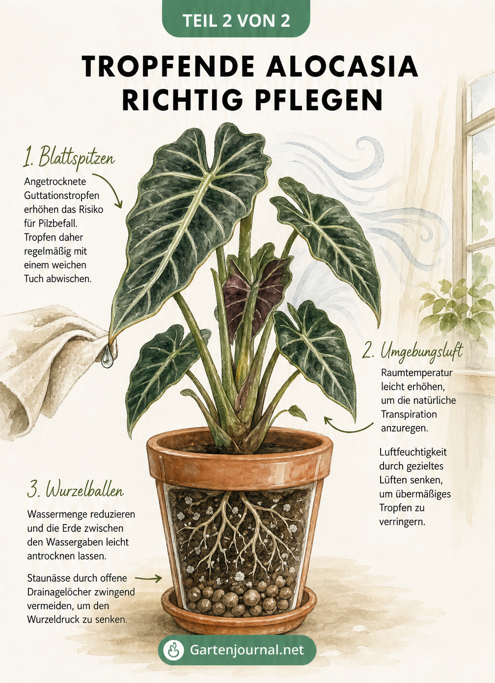 Illustration einer Alocasia im Terrakotta-Topf mit Pflegetipps gegen übermäßiges Tropfen