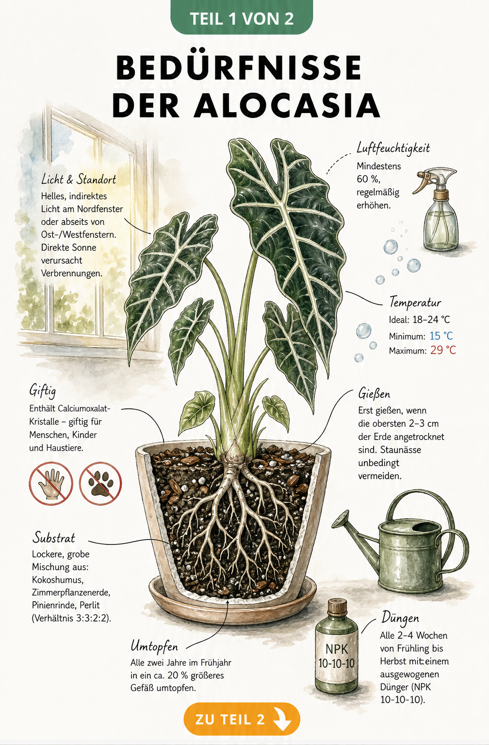 Botanische Illustration einer Alocasia im Topf mit Pflegehinweisen zu Licht, Temperatur, Luftfeuchtigkeit, Erde und Gießen