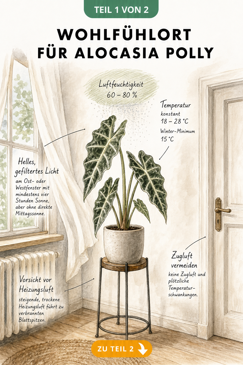 Architekturskizze einer Zimmerecke mit Alocasia Polly, die ideale Lichtverhältnisse, Temperatur und Luftfeuchtigkeit zeigt