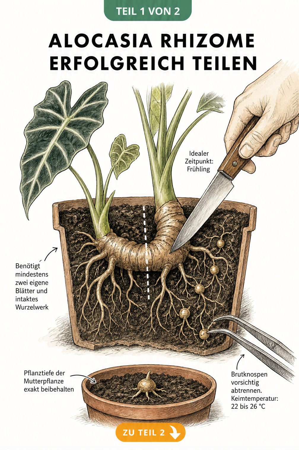 Querschnitt eines Blumentopfs mit Alocasia-Rhizom, Tochterpflanze und Brutknospen, die mit einem Messer geteilt werden