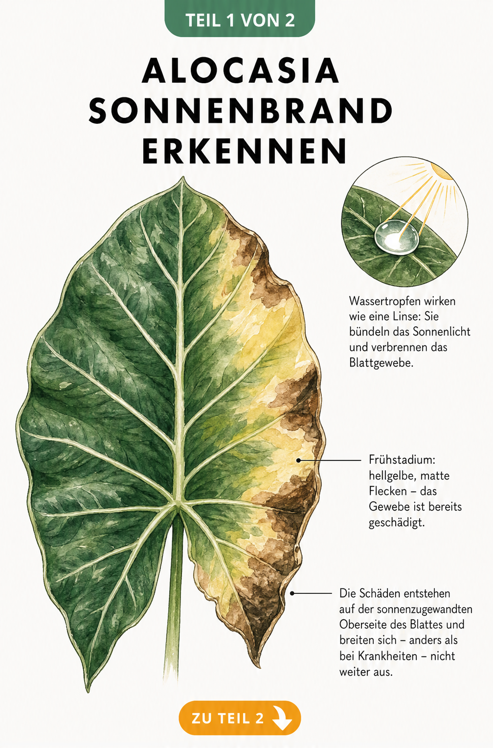 Botanische Illustration eines Alocasia-Blattes mit Sonnenbrand, das den Brennglaseffekt durch Wassertropfen zeigt.