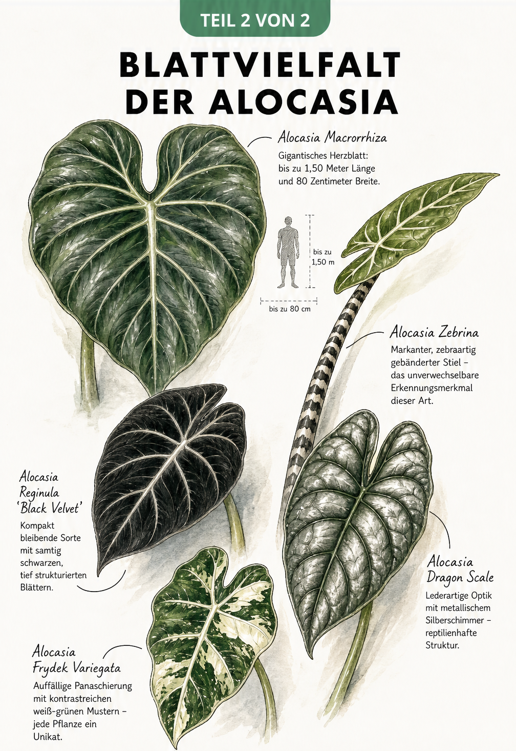 Illustration von fünf verschiedenen Alocasia-Blättern, darunter Macrorrhiza, Zebrina, Black Velvet, Dragon Scale und Frydek Variegata