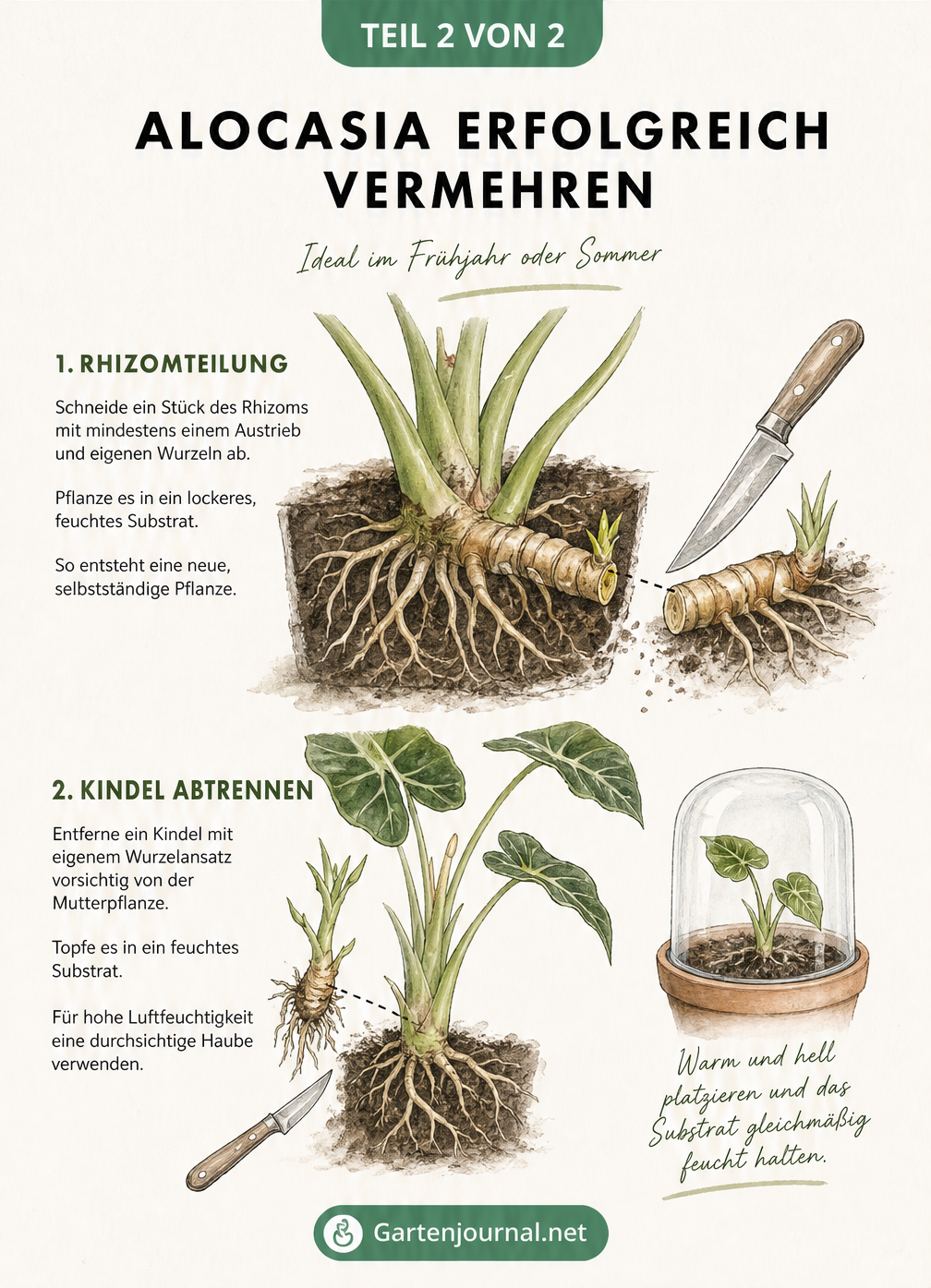 Botanische Schnittzeichnung zur Vermehrung der Alocasia durch Rhizomteilung und Abtrennung von Kindeln.