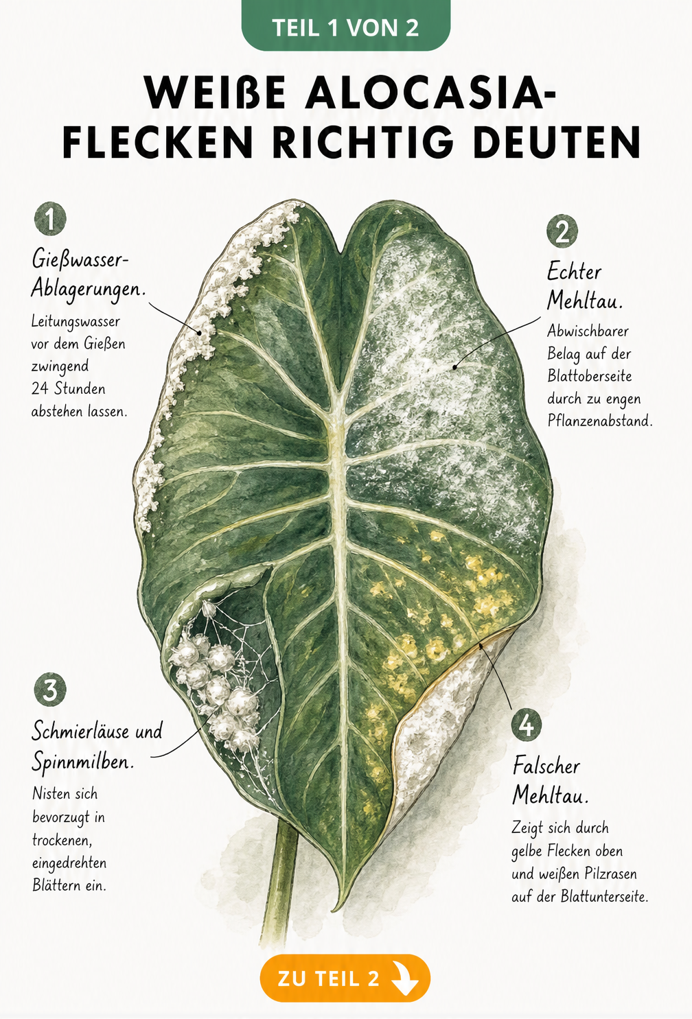 Illustration eines Alocasia-Blattes mit vier Zonen, die Schadbilder wie Gießwasser-Ablagerungen, Echten Mehltau, Schmierläuse und Falschen Mehltau zeigen.